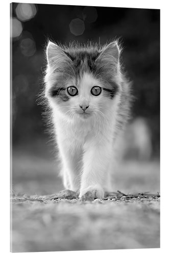 Acrylic print Kitten