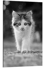 Aluminium print Kitten