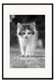 Gerahmter Kunstdruck Baby Katze
