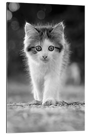 Gallery Print Baby Katze