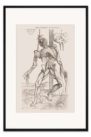 Gerahmter Kunstdruck Septima Musculorum Tabula