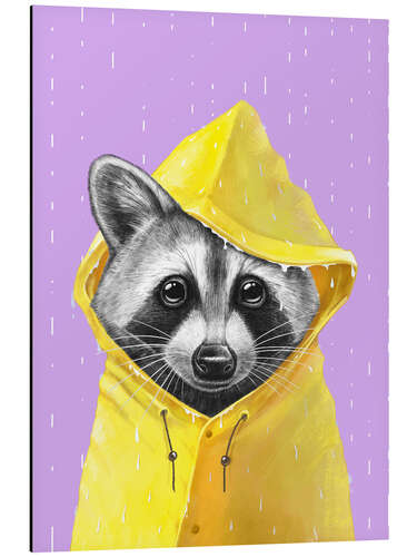 Aluminium print Raccoon in the Rain