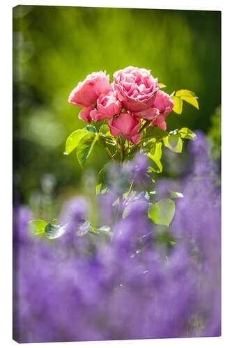 Stampa su tela Giardino da sogno con rose e lavanda