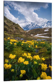 Stampa su alluminio Fiori sulle Alpi svizzere