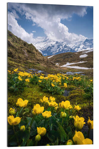 Gallery print Flowers in the Swiss Alps