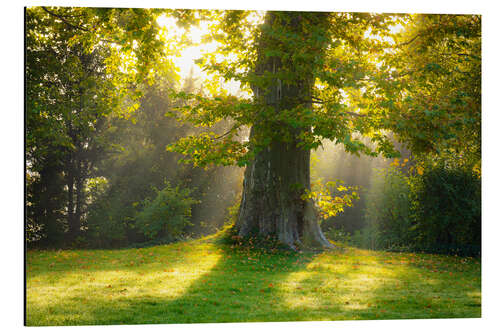 Cuadro de aluminio Plane Tree in the Light