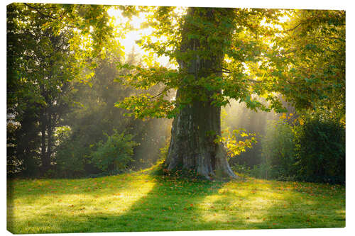 Leinwandbild Platane im Licht