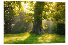 Foam board print Plane Tree in the Light