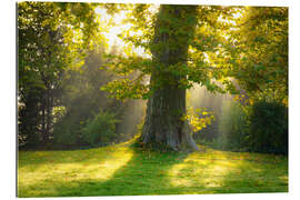 Gallery print Plane Tree in the Light