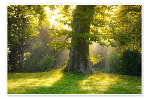 Poster Platane im Licht