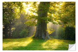 Självhäftande poster Plane Tree in the Light