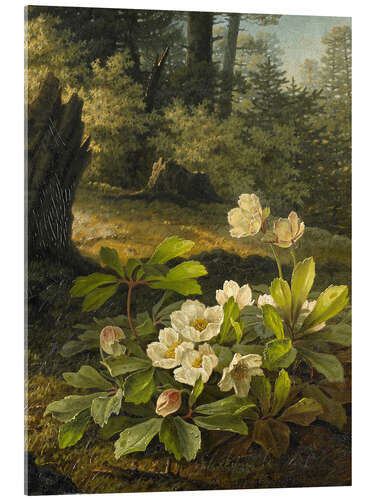 Acrylic print Christmas Roses in the Forest, Pauline Halm, 1842