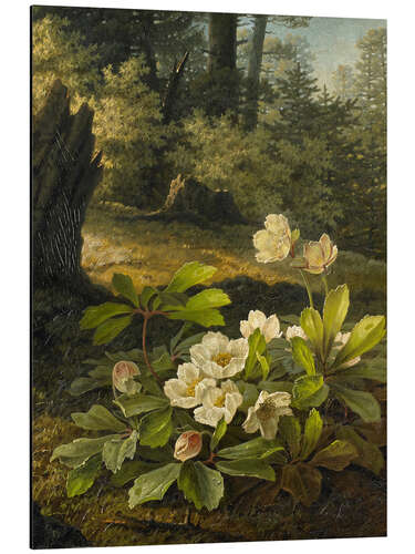 Alumiinitaulu Christmas Roses in the Forest, Pauline Halm, 1842