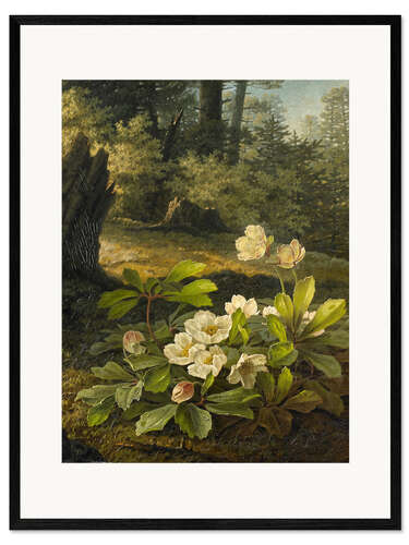 Plakat artystyczny premium w ramie Christmas Roses in the Forest, Pauline Halm, 1842