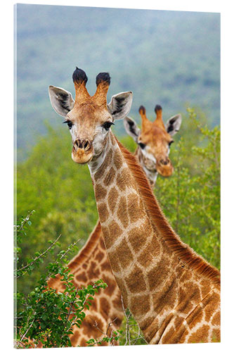 Acrylic print Double Giraffe in Hluhluwe-iMfolozi, South Africa