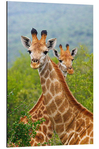 Alumiinitaulu Double Giraffe in Hluhluwe-iMfolozi, South Africa