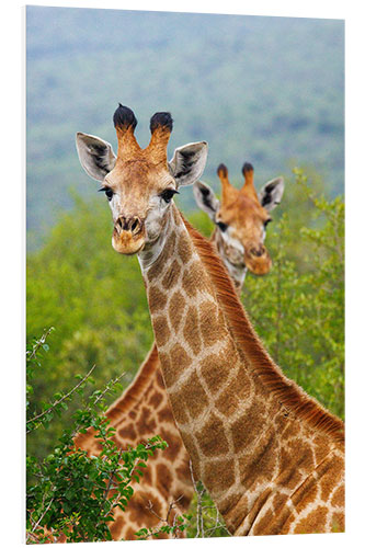 Foam board print Double Giraffe in Hluhluwe-iMfolozi, South Africa