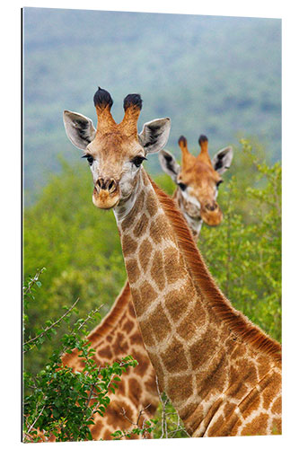 Galleriprint Double Giraffe in Hluhluwe-iMfolozi, South Africa