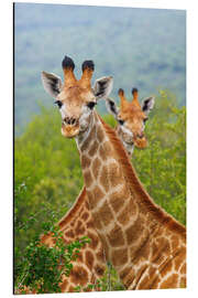 Magnettafel Zwei Giraffen in Hluhluwe-iMfolozi, Südafrika