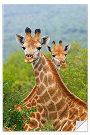 Naklejka na ścianę Double Giraffe in Hluhluwe-iMfolozi, South Africa