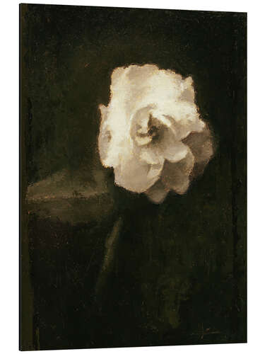 Aluminium print The White Rose