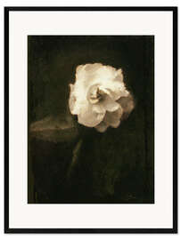 Ingelijste kunstdruk The White Rose