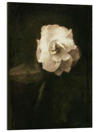 Gallery print The White Rose