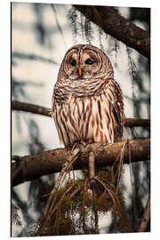 Aluminiumsbilde American Barred Owl