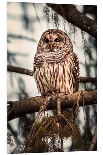 Quadro em PVC American Barred Owl