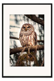 Gerahmter Kunstdruck Amerikanischer Streifenkauz