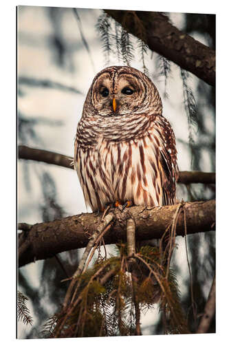 Gallery print American Barred Owl