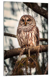 Cuadro de plexi-alu American Barred Owl