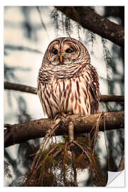 Sticker mural American Barred Owl