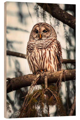 Quadro de madeira American Barred Owl