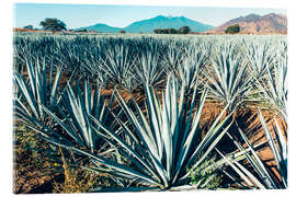 Acrylglasbild Agaven Tequiliana, Mexiko