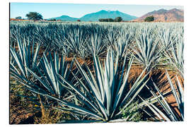 Tableau en aluminium Blue Agave, Mexico