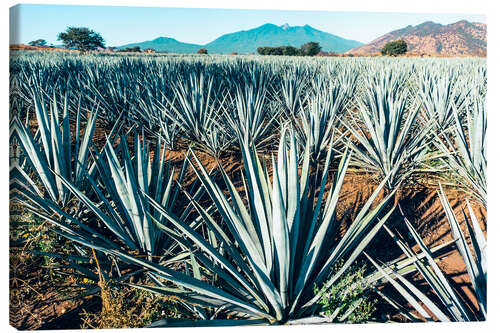 Tableau sur toile Blue Agave, Mexico