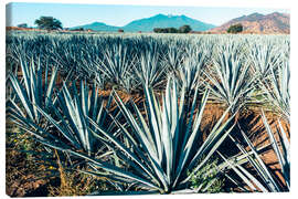 Tableau sur toile Blue Agave, Mexico