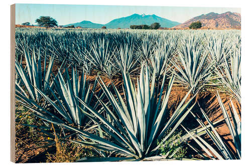 Obraz na drewnie Blue Agave, Mexico