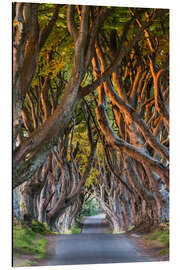 Aluminium print Tree Path in County Antrim, Northern Ireland