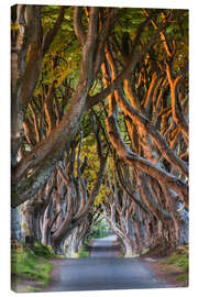 Canvas print Tree Path in County Antrim, Northern Ireland