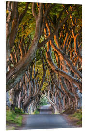 Foam board print Tree Path in County Antrim, Northern Ireland