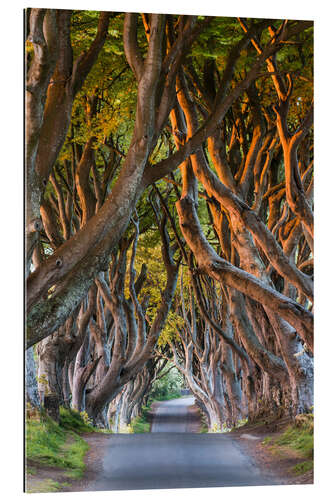 Galleriprint Tree Path in County Antrim, Northern Ireland