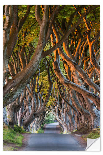 Selvklebende plakat Tree Path in County Antrim, Northern Ireland