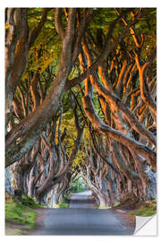 Sticker mural Tree Path in County Antrim, Northern Ireland