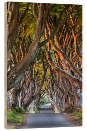 Print på træ Tree Path in County Antrim, Northern Ireland