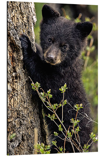 Aluminium print Cute bear cub in Yellowstone