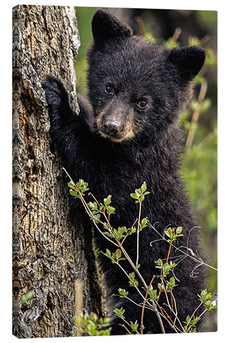 Lienzo Cute bear cub in Yellowstone