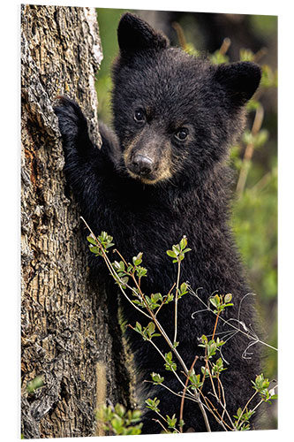 Bilde på skumplate Cute bear cub in Yellowstone