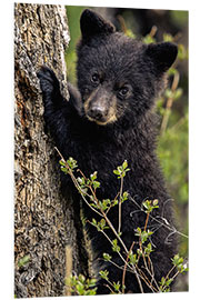 Quadro em PVC Cute bear cub in Yellowstone